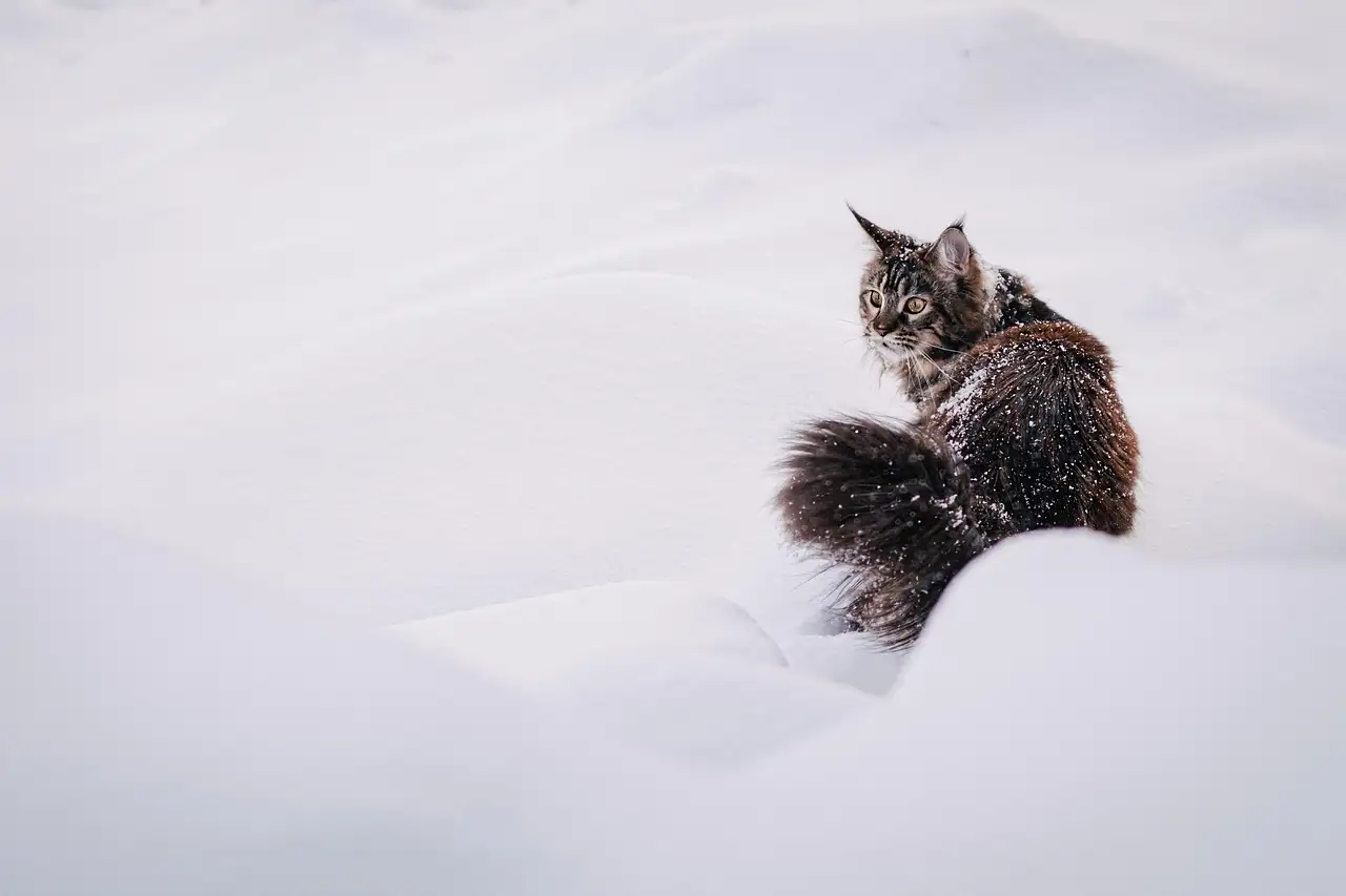 Lynx huisdier