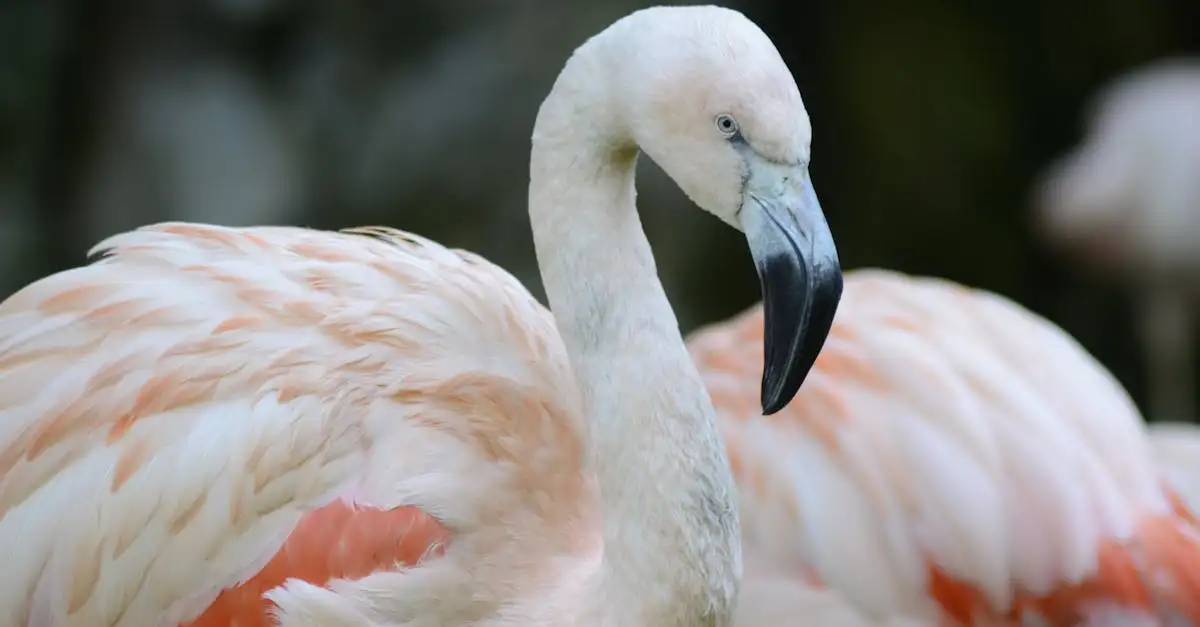 Mag je een flamingo als huisdier houden? Regels en info