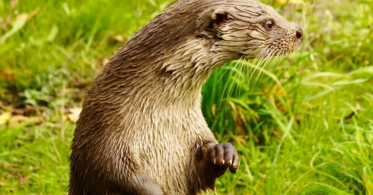 Mag je een otter als huisdier houden in Nederland?