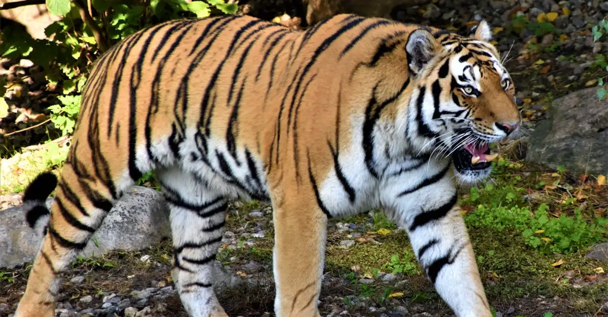 Tijger als huisdier in België: regels en wetgeving