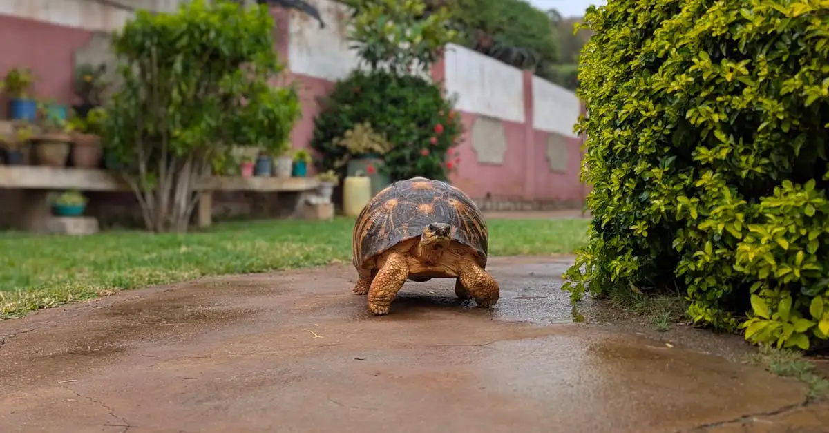 Makkelijkste reptiel als huisdier