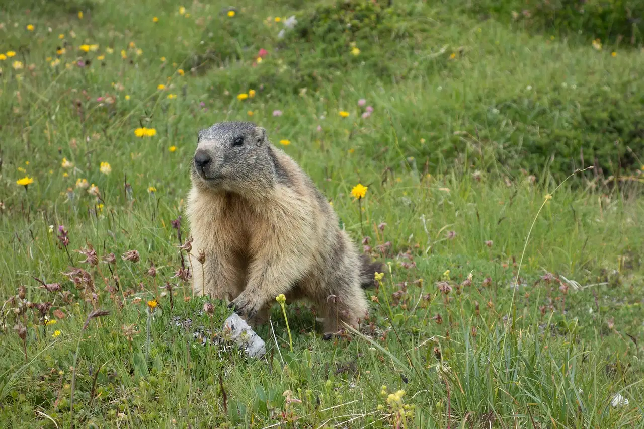 Marmot huisdier