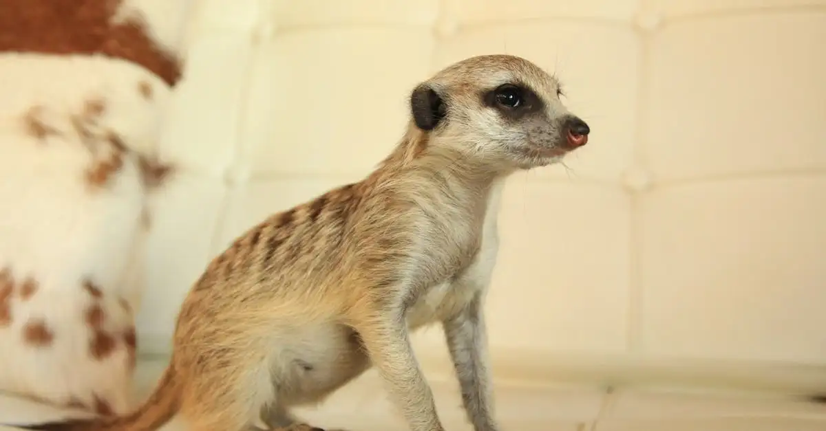 Meerkat huisdier