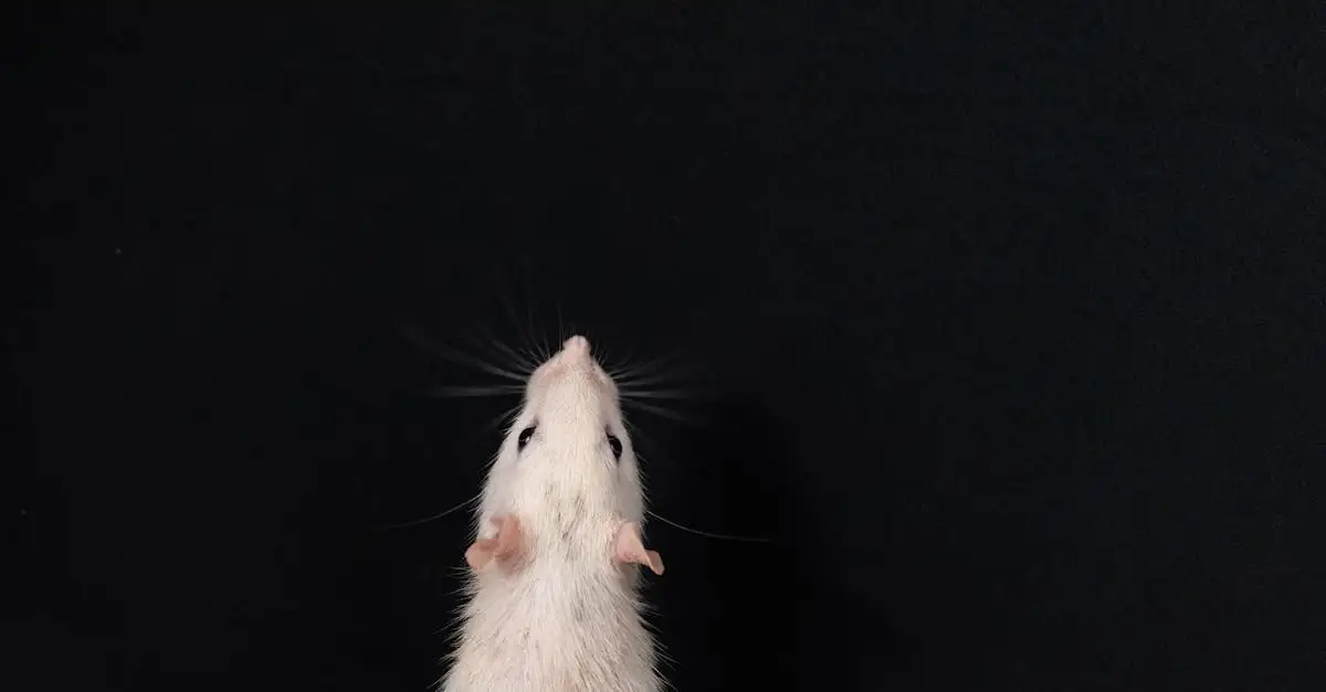 Muis als huisdier kopen
