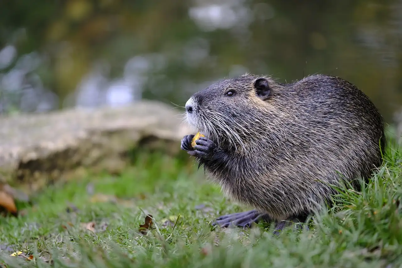 Muskusrat als huisdier: wat je moet weten voor aanschaf.