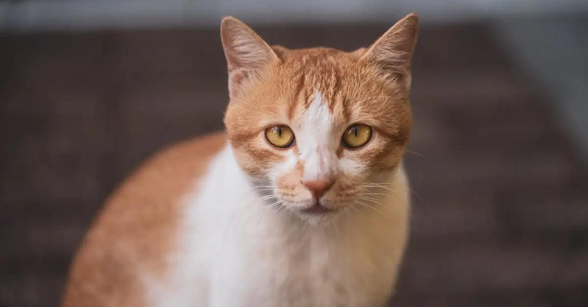 Nadelen muis als huisdier