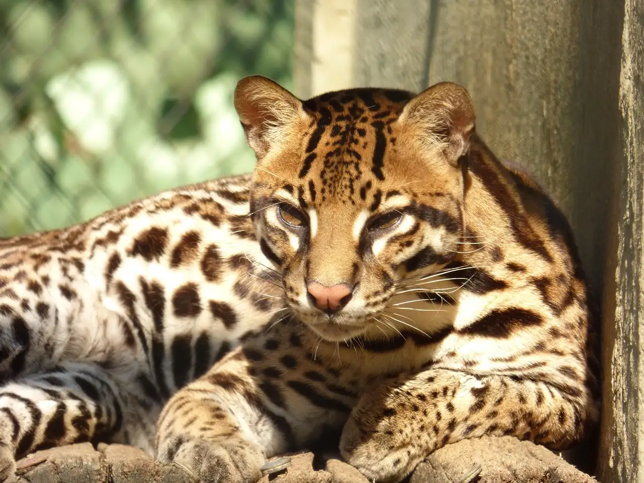 Ocelot als huisdier in Nederland: Informatie en regels