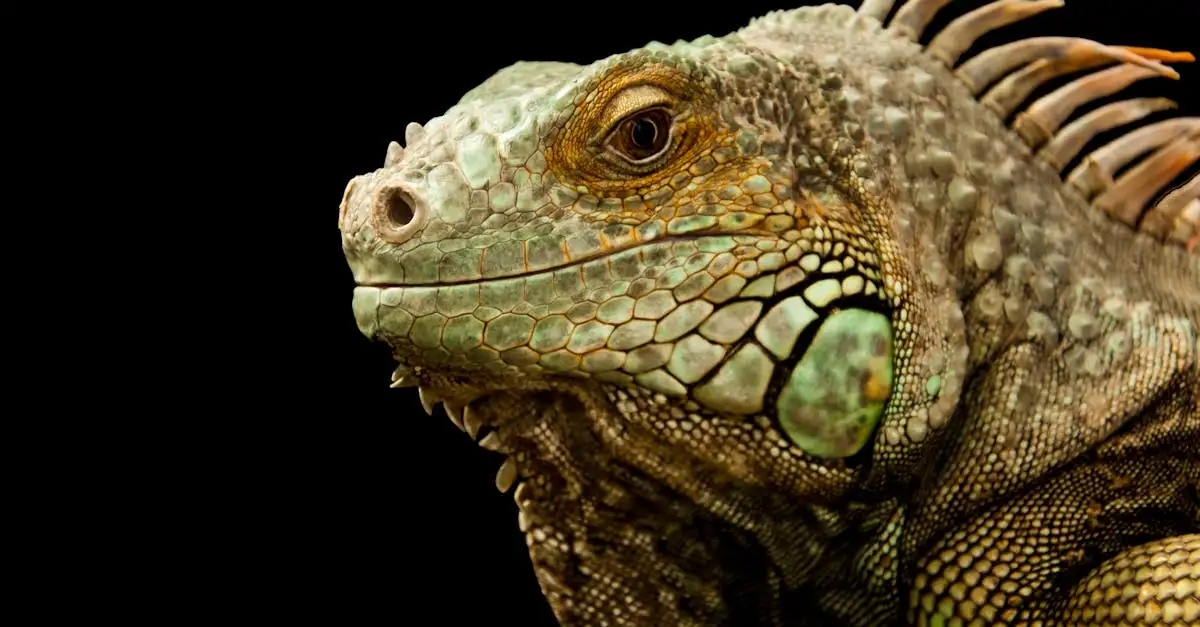 Huisdier reptiel
