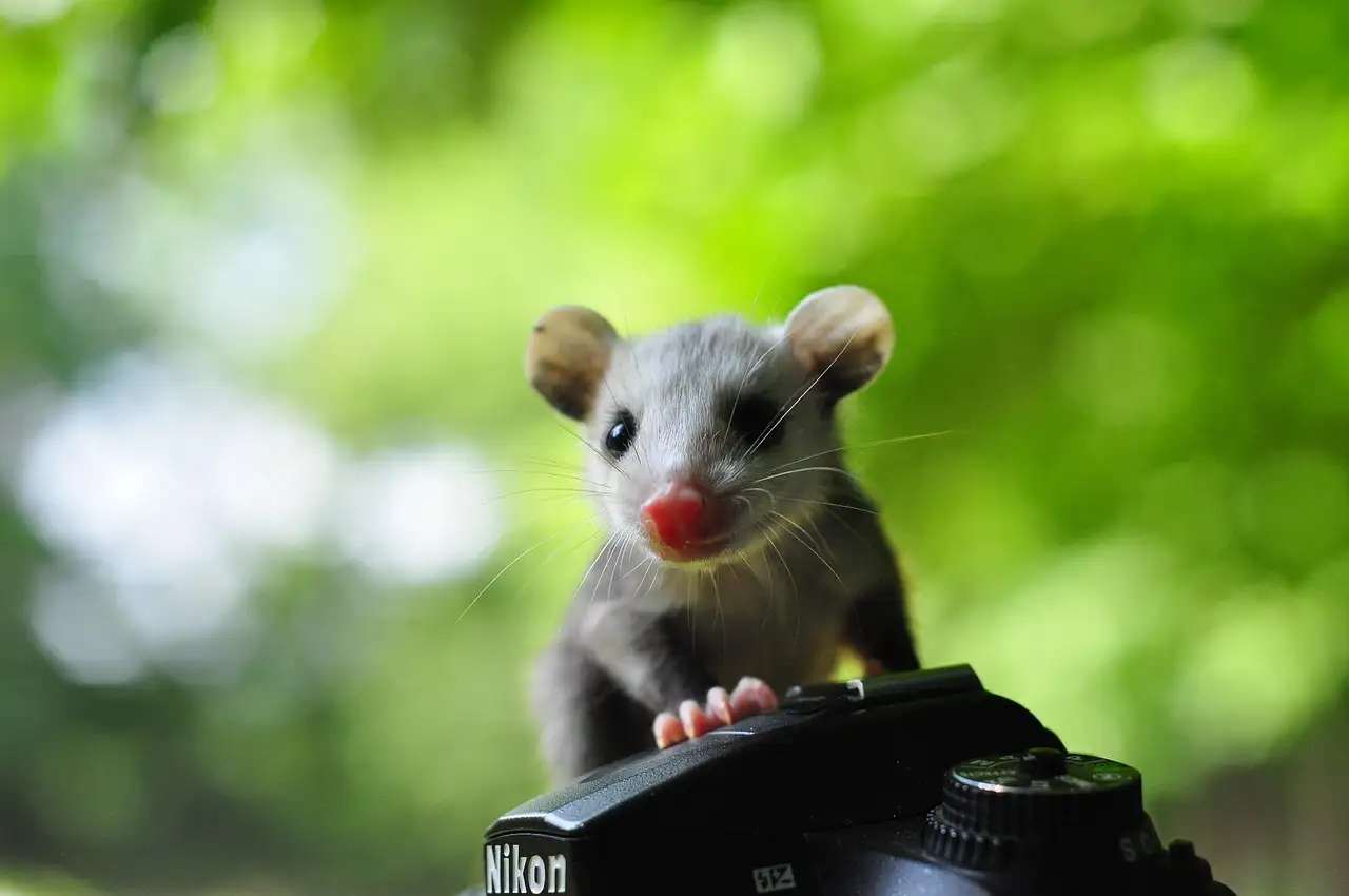 Opossum huisdier
