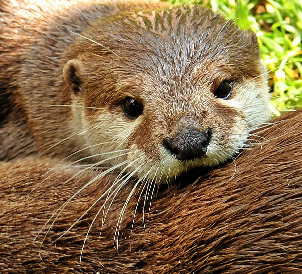 Otter als huisdier