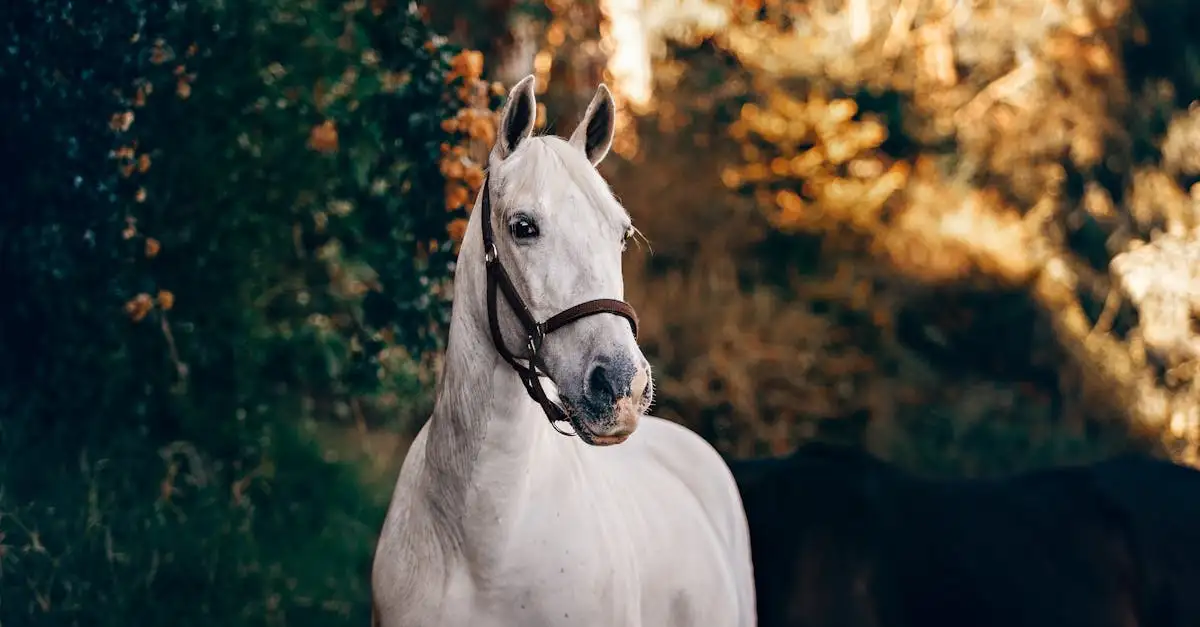 Is een paard een huisdier