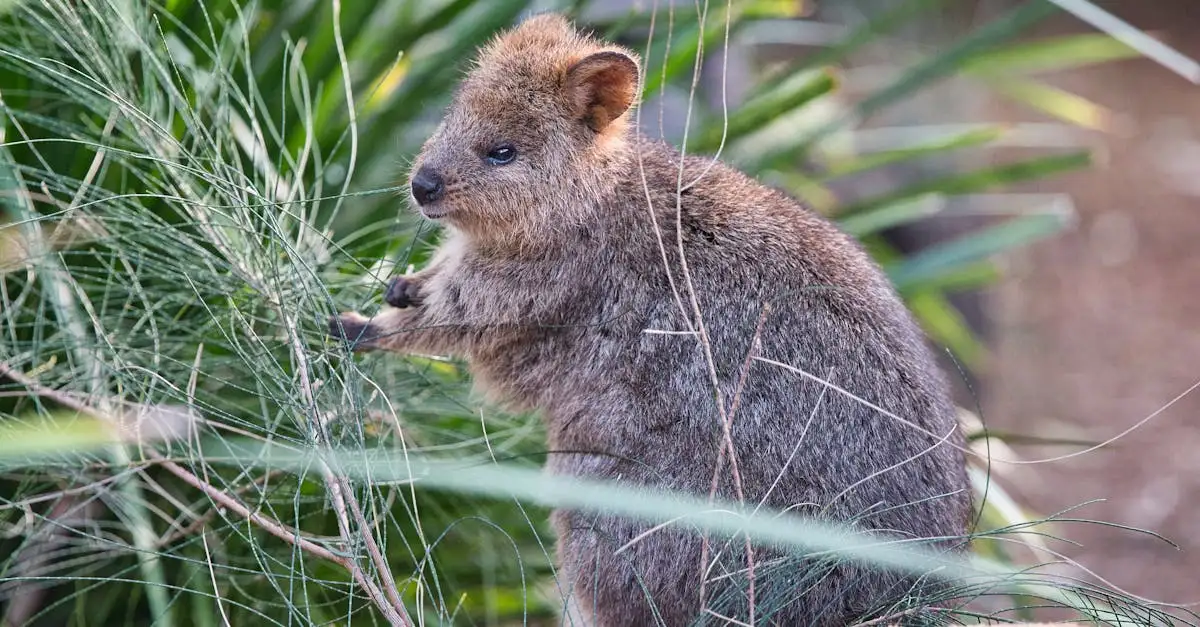 Quokka huisdier