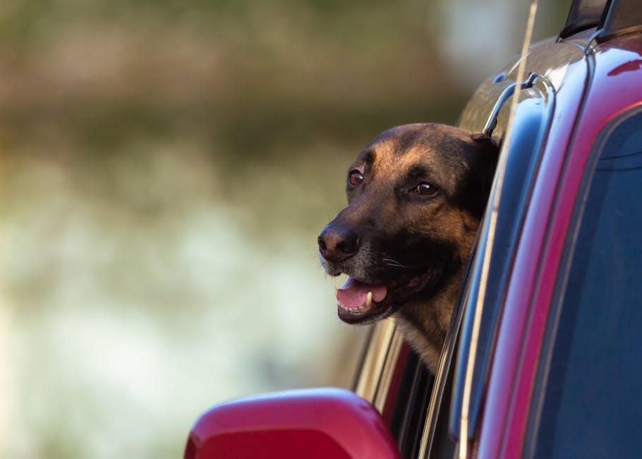 Reizen met je hond in 2026: auto, vliegtuig, trein en vakantie