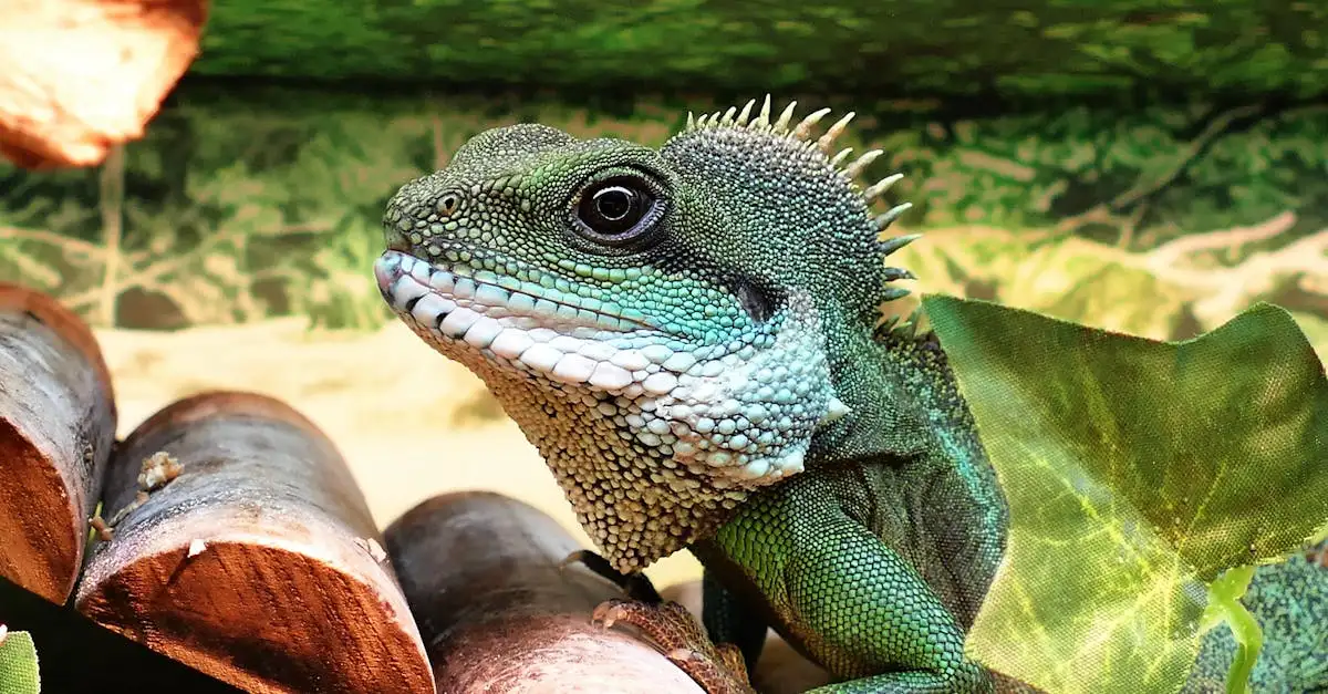 Reptiel huisdier kopen: Gids voor beginners en experts