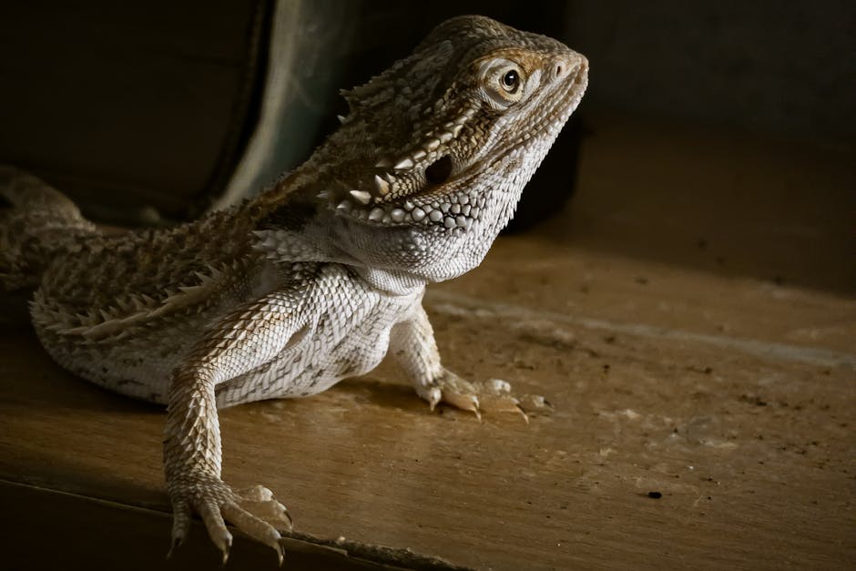 Reptielen houden in 2026: baardagaam, gekko, schildpad en wat je moet weten