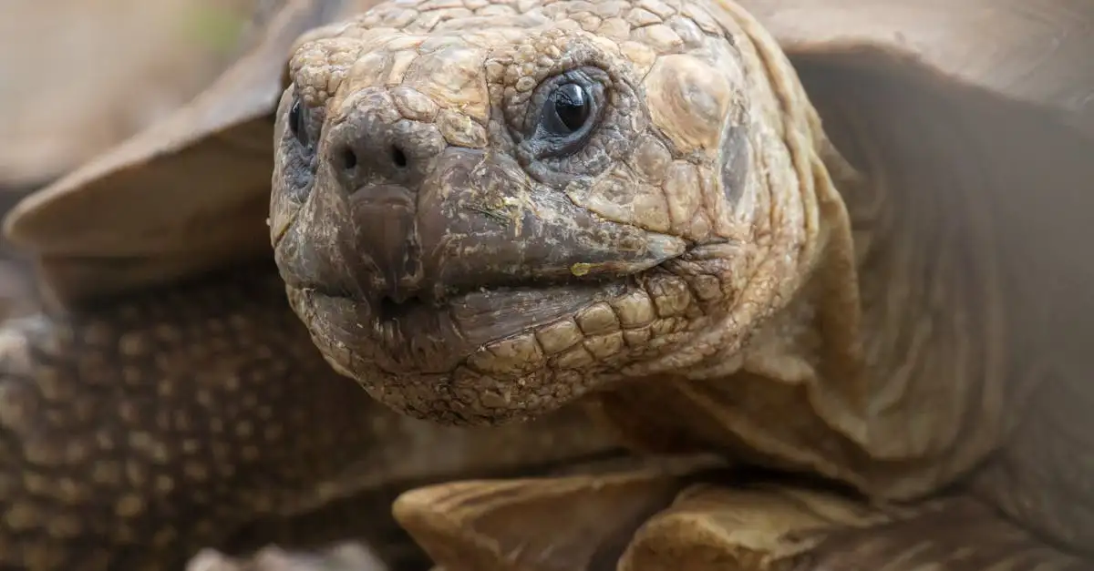 Schildpad als huisdier: informatie en verzorgingstips