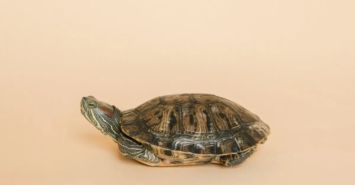 Schildpad huisdier prijs: kosten en aanschaf