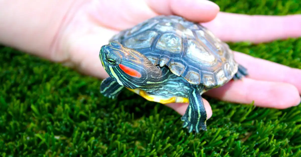 Schildpadsoorten als huisdier: de perfecte match