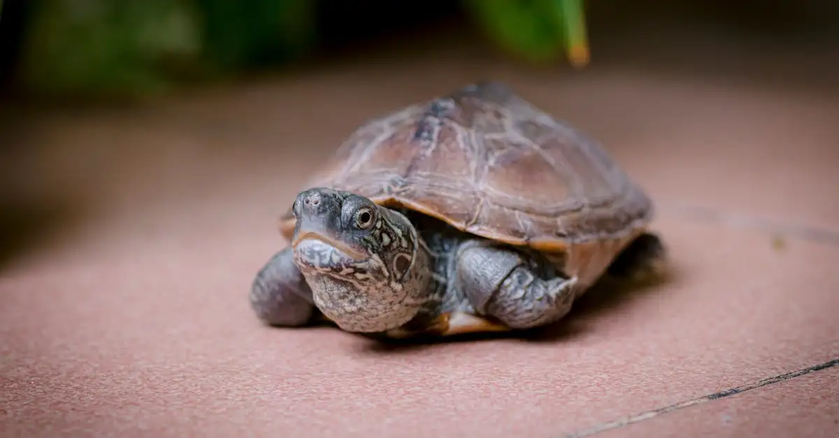 Soorten schildpadden als huisdier