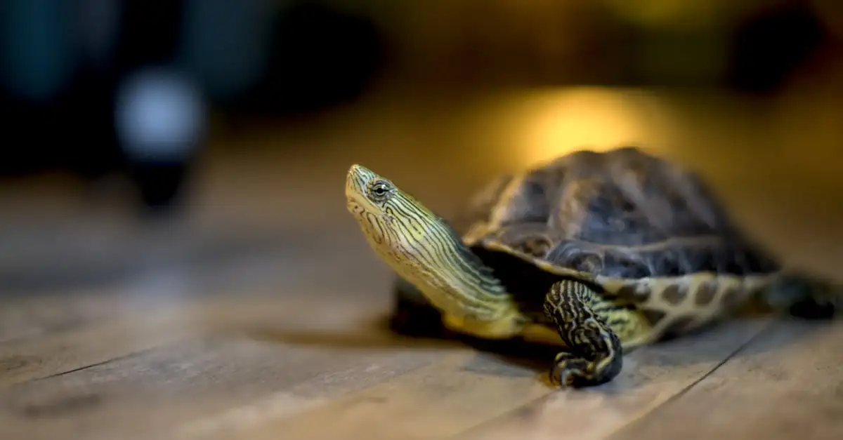 Schildpadden huisdier