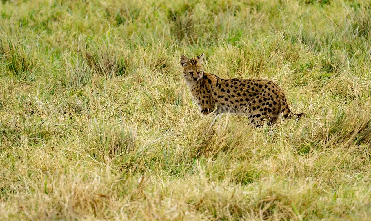 Serval als huisdier: is dit wilde kat echt gevaarlijk?