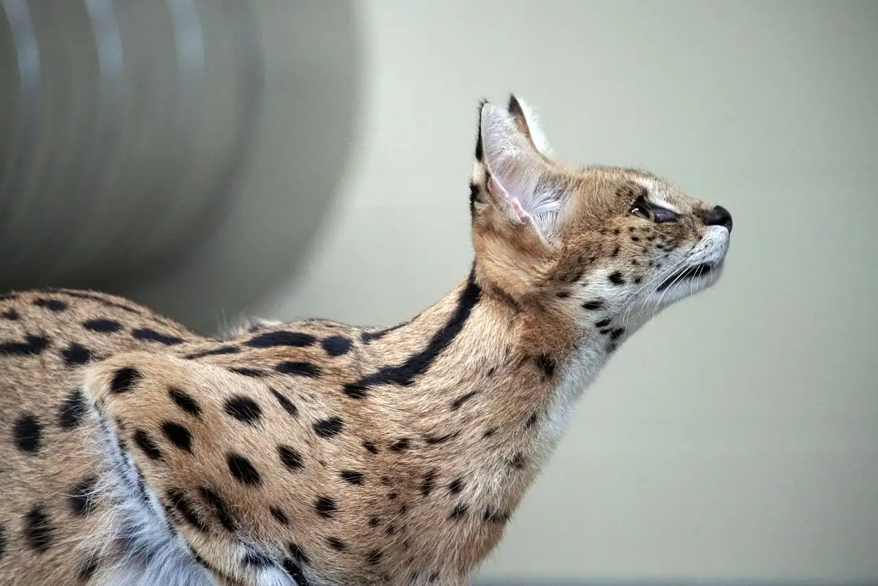 Serval kat huisdier