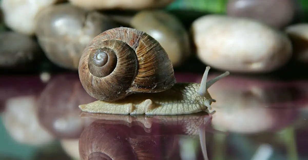 Slakken houden als huisdier: verzorging en tips