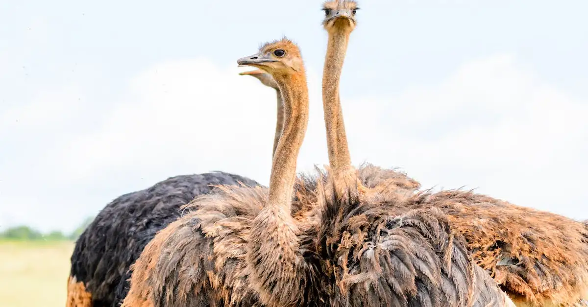 Struisvogel als huisdier: alles wat u moet weten