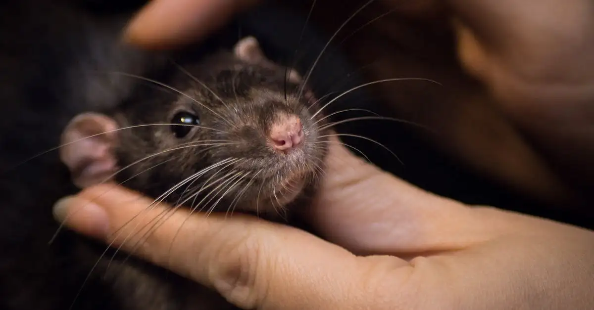 Tamme rat als huisdier