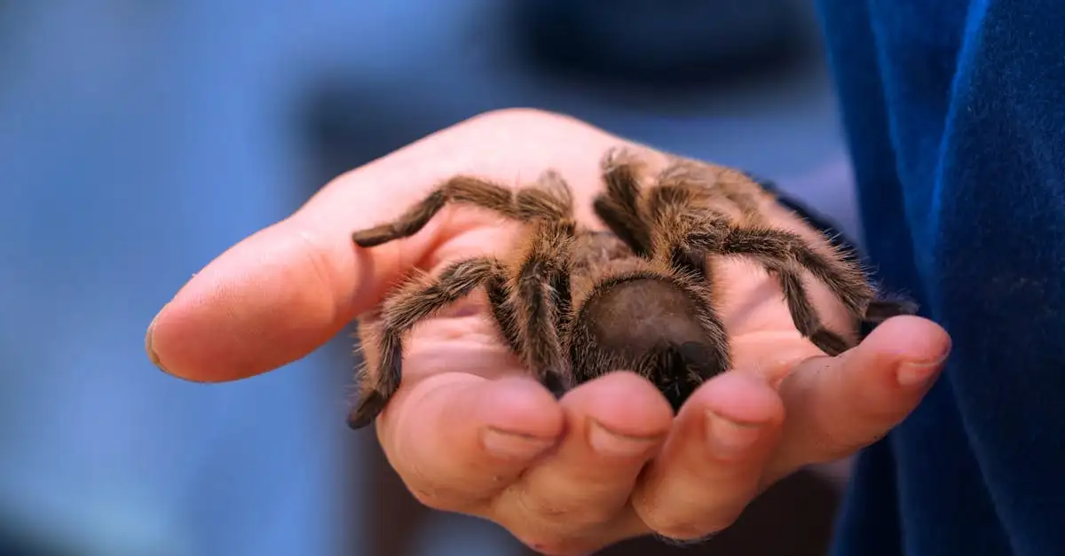 Tarantula huisdier