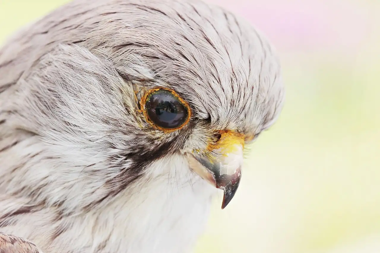Taxidermie huisdier: de specialist voor een blijvende herinnering.