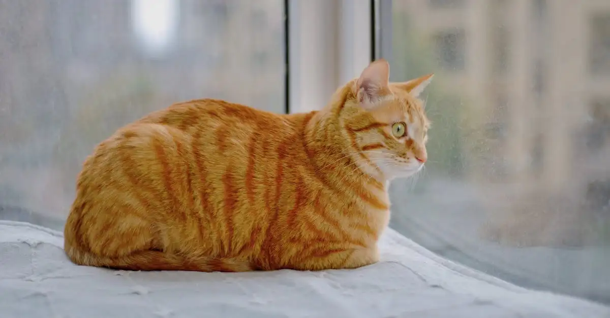 Tijgerkat huisdier