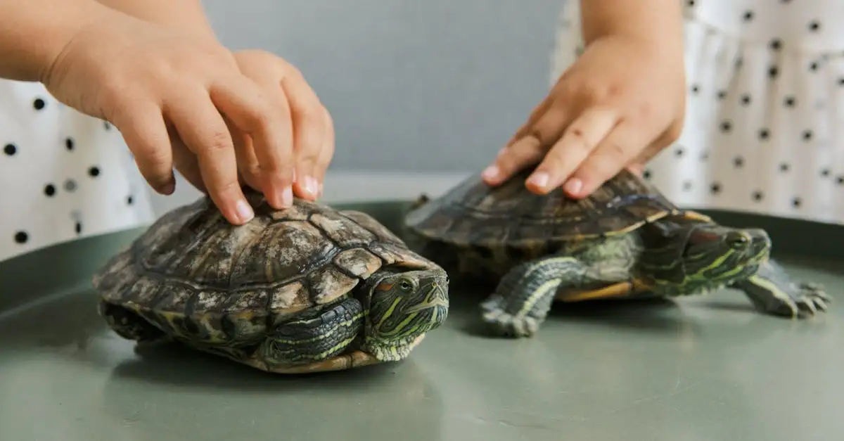 Top 10 reptielen als huisdier