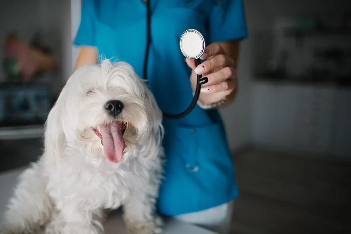 Uw hond is ziek: de vroege signalen en wat niet kan wachten