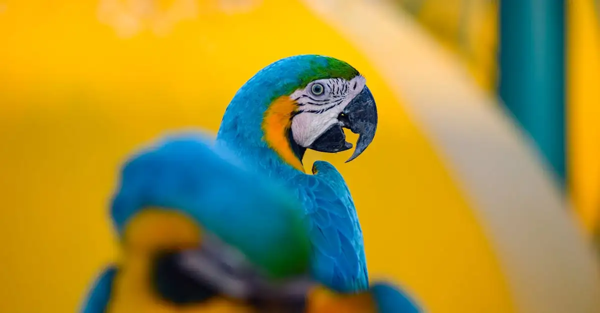 Vogel als huisdier soorten