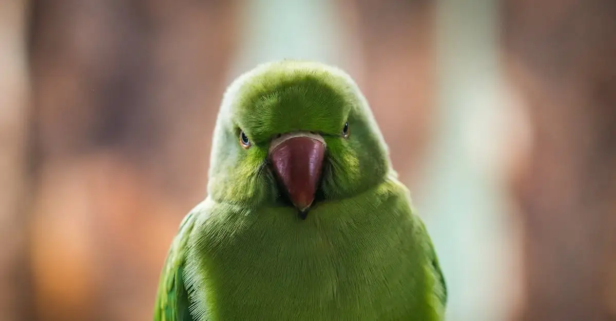 Vogelsoorten huisdier