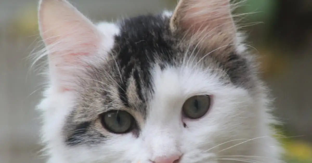 Waarom een kat als huisdier nemen? De voordelen