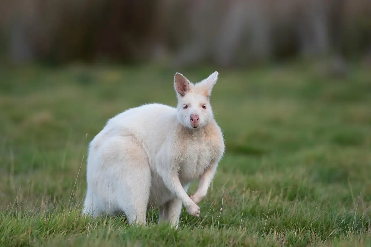 Wallaby als huisdier