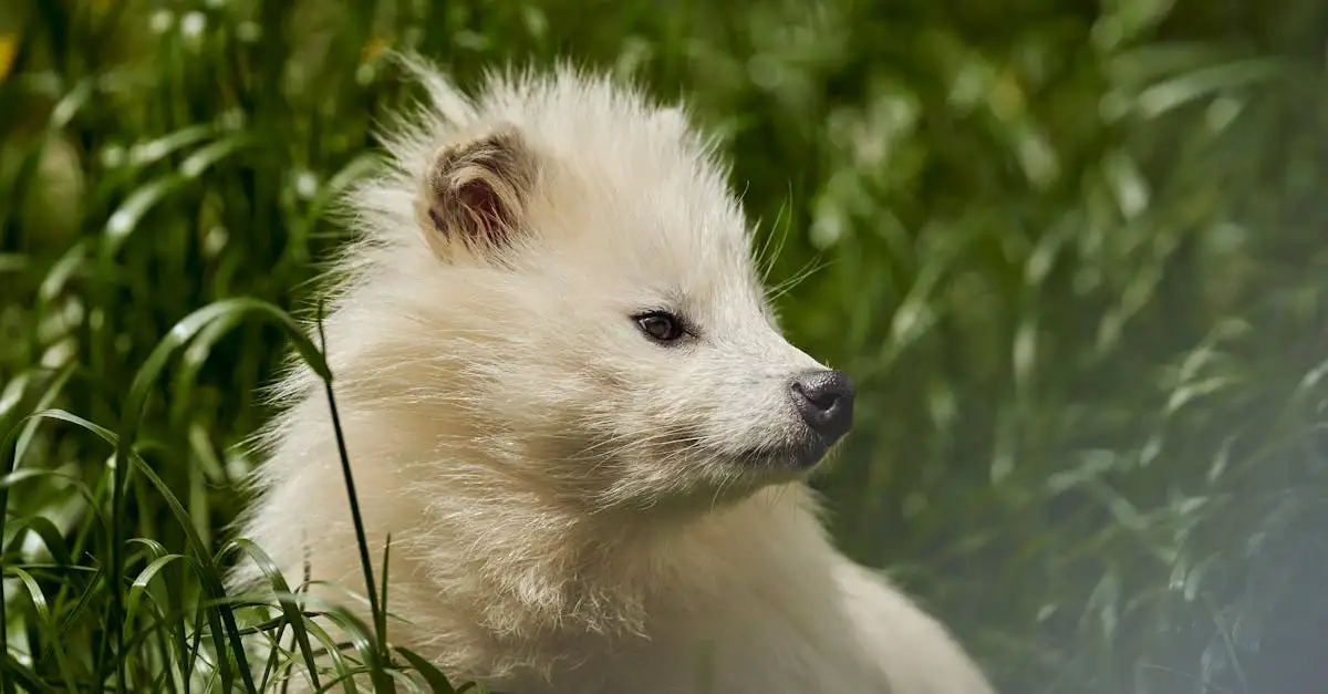 Wasbeerhond als huisdier kopen: Informatie en tips