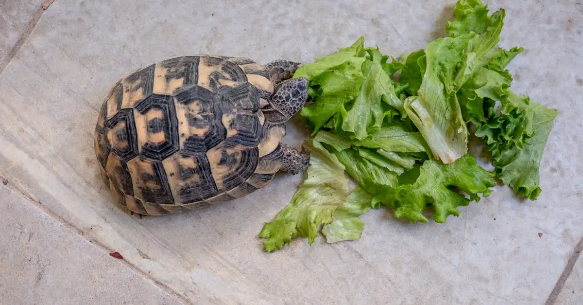 Wat eet een landschildpad als huisdier