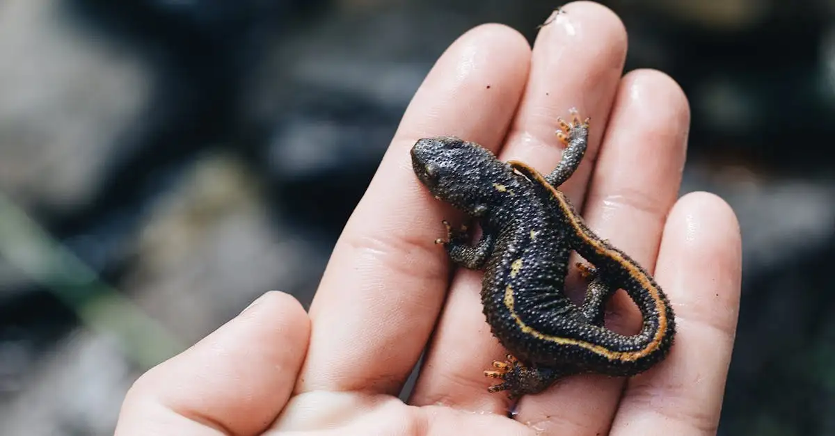 Watersalamander als huisdier houden: verzorging en tips