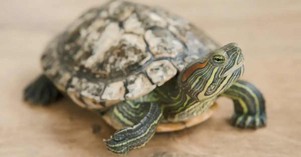 Waterschildpad huisdier