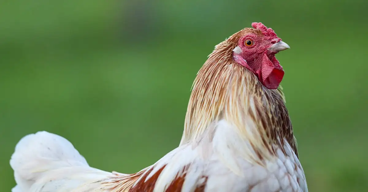 Welk huisdier past bij mij? Ontdek de beste keuze