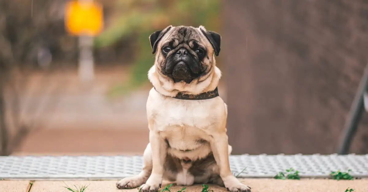 Welke dieren mag je als huisdier hebben in Nederland?