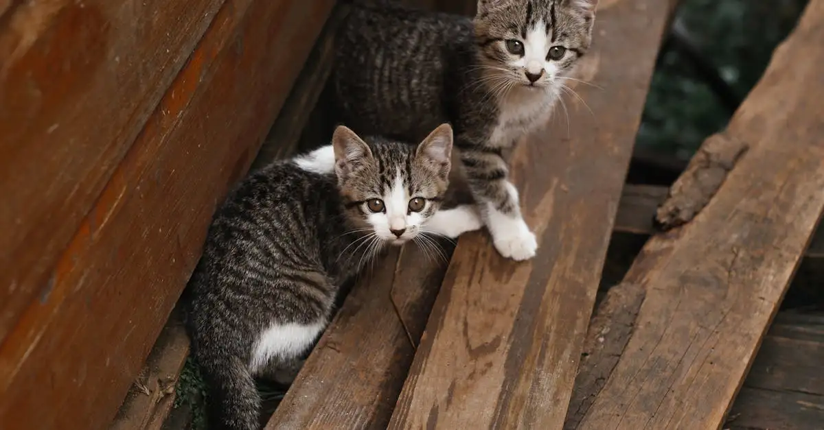 Wilde kat huisdier