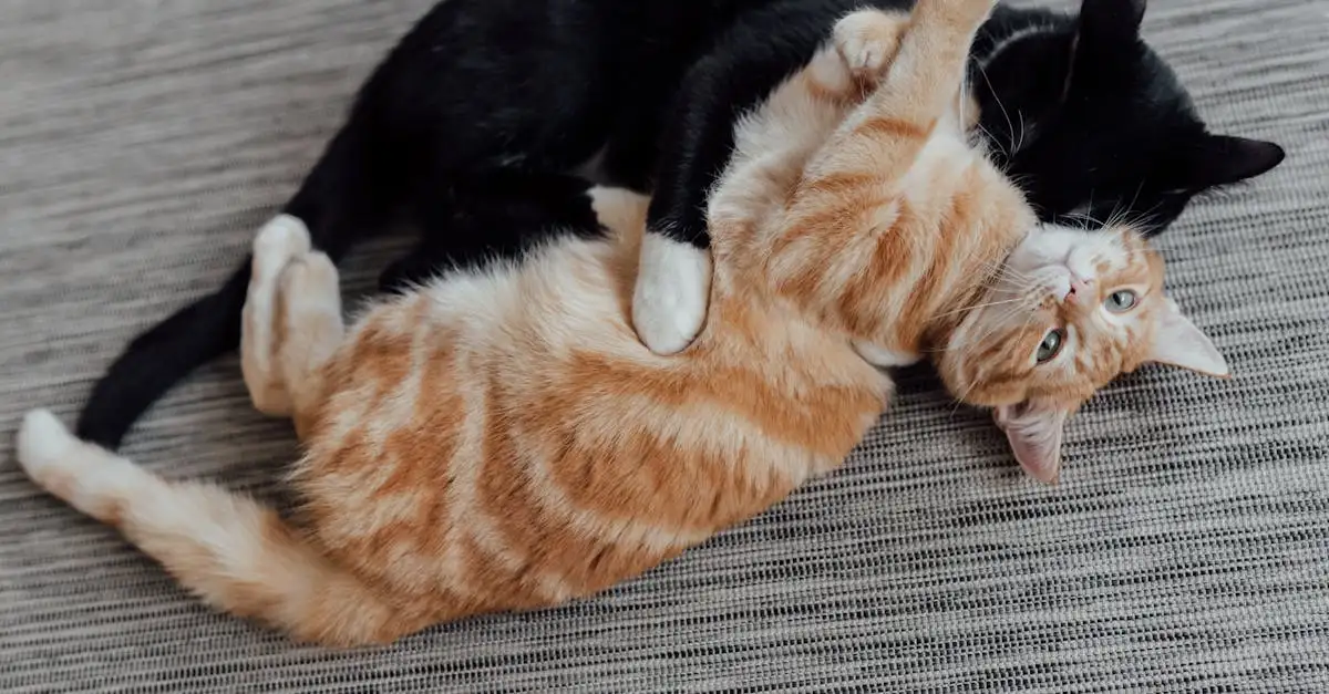 Zoogdieren als huisdier: verzorging en tips